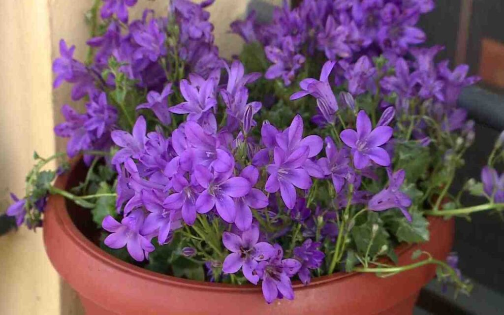 campanula-