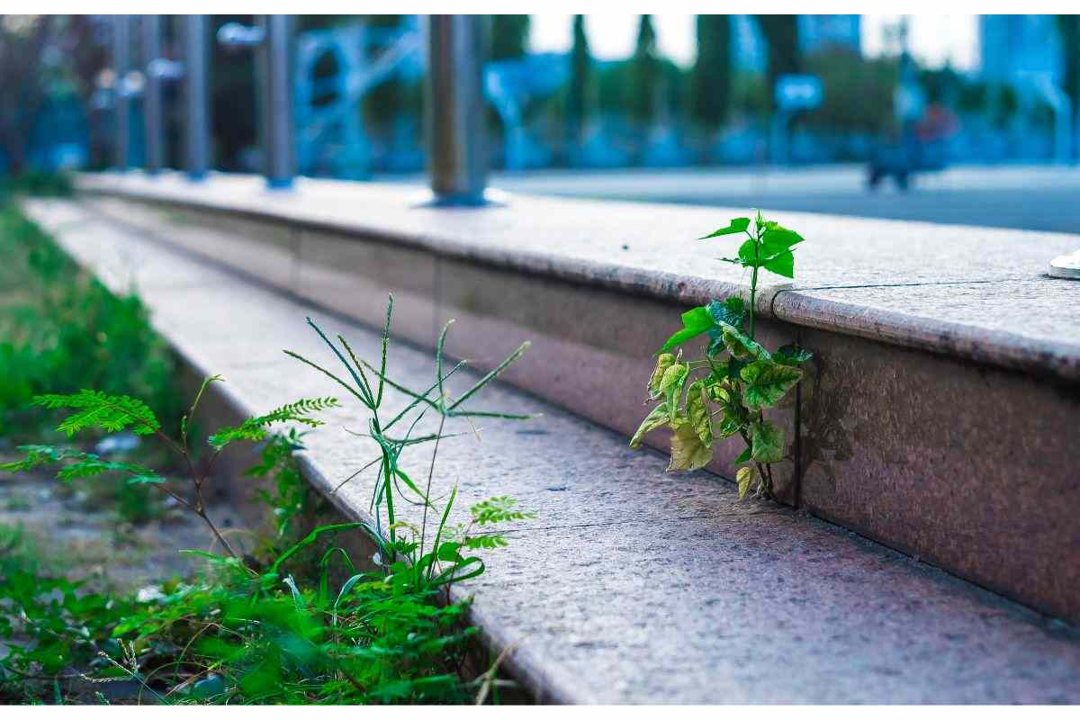 Erbacce giardino