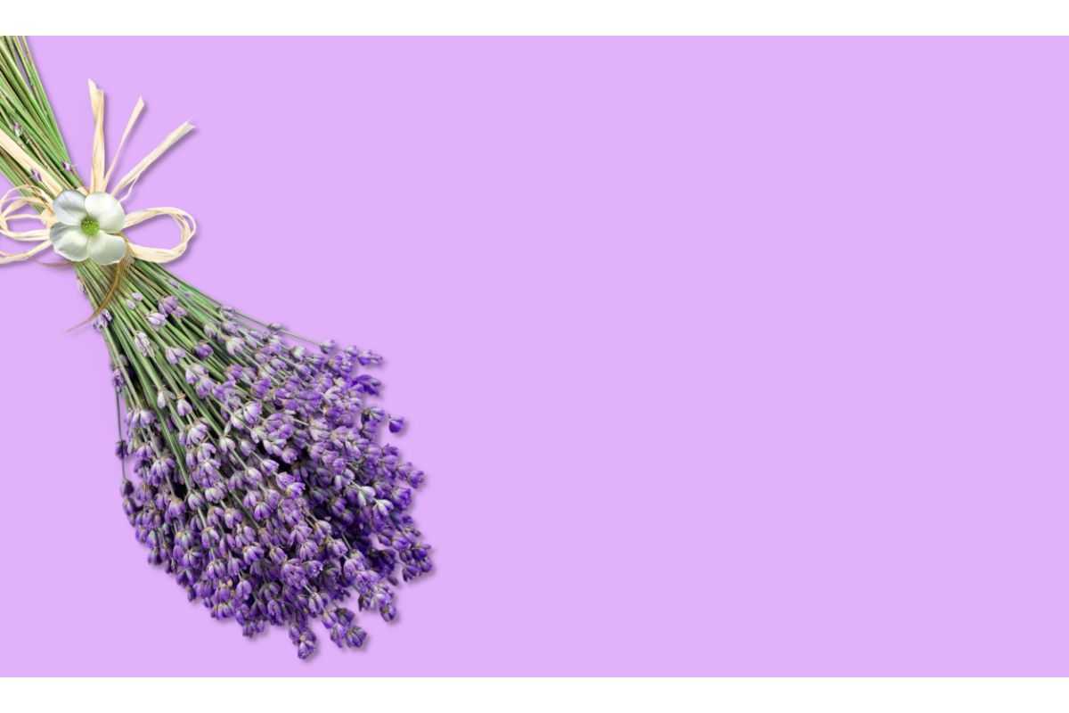 Lavanda