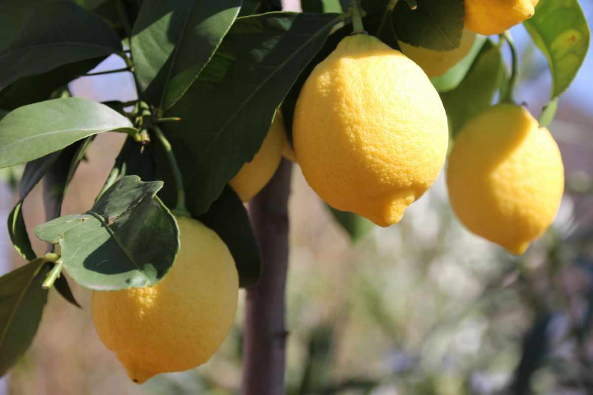 Limone